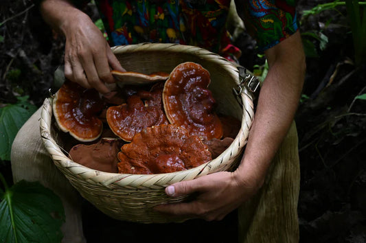 What is the Ganoderma mushroom ?