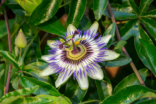 What is the Passiflora incarnata Purple Passion Flower ?!